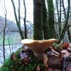 Résistance face au projet d'une forêt primaire dans Les Ardennes