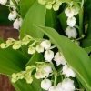 LE 1er MAI C'EST LE TEMPS DU MUGUET... ET CELUI DES CERISES !