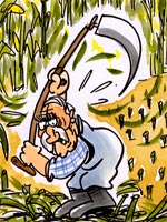 L'UE dénonce l'attitude de la France à propos des OGM