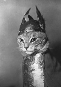 Le chat : histoire, beauté et mystère de l'animal le plus libre et fascinant du monde