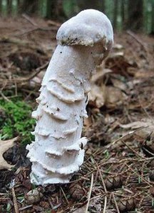 Gare aux champignons qui tuent !