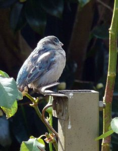 Le moineau aime la ville et la vie en commun