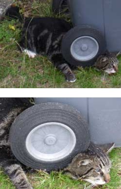 Rika Zaraï et Stéphane Lamart déposent plainte pour actes de cruauté envers un chat.