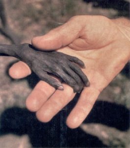 La production animale contribue à la famine !