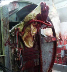 Communiqué de Brigitte Bardot à propos de l'abattage rituel