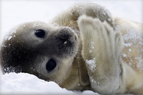 Massacre des phoques : l'Union européenne ne sera bientôt plus complice !