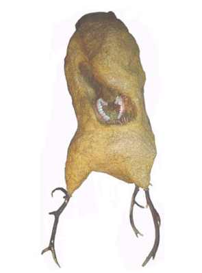 Anne Zimmermann : de l'art qui ne casse pas deux pattes à un canard