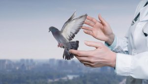 Pigeons connectés : la Russie invente-t-elle les biodrones vivants du futur ?
