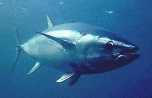 Préservation des espèces : la prise en otage par les politiques !