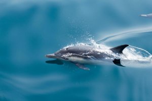 Les dauphins démineurs : une arme de guerre bien réelle… et inquiétante