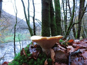 Résistance face au projet d'une forêt primaire dans Les Ardennes