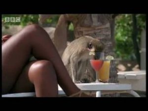 Le scandale des singes alcooliques