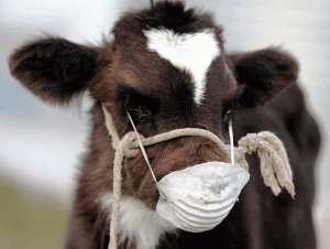 Fred Romano : Tous les mammifères sont menacés par le prion 