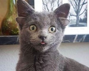 Dobby, le chaton à quatre oreilles qui fait fondre le monde entier