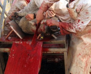 Abattage rituel : la France complice doit être sanctionnée !