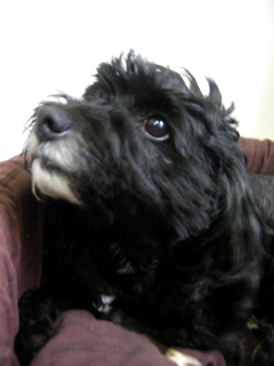 Avis de recherche urgent de Brigitte Bardot