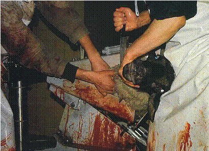 Abattage des animaux… la France va-t-elle abandonner l'étourdissement préalable ?