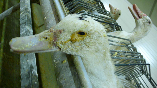 Thierry Lhermitte fait la pub pour le foie gras et il est interpellé par Brigitte Bardot