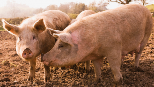 Viandes, charcuteries et dictature de l'OMS