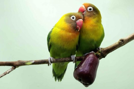 Pourquoi les inséparables fascinent : plongée dans l'intimité de leur reproduction
