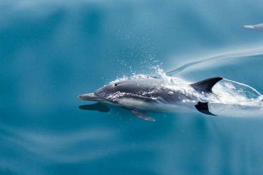 Les dauphins démineurs : une arme de guerre bien réelle… et inquiétante