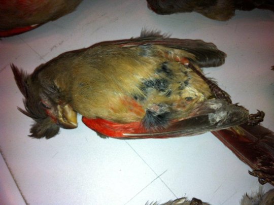 A L'AEROPORT DE ROISSY EN HIVER : LES SERVICES VETERINAIRES CONGELENT LES OISEAUX VIVANTS !