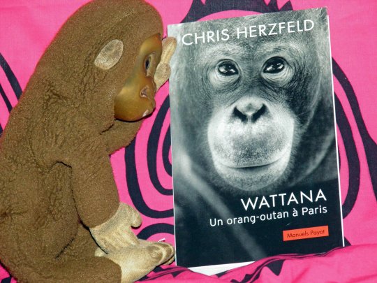 L'homme est un singe pour l'homme !